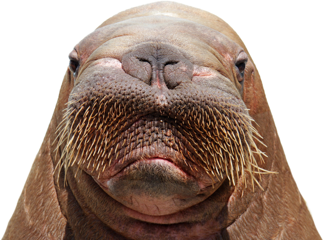animal2