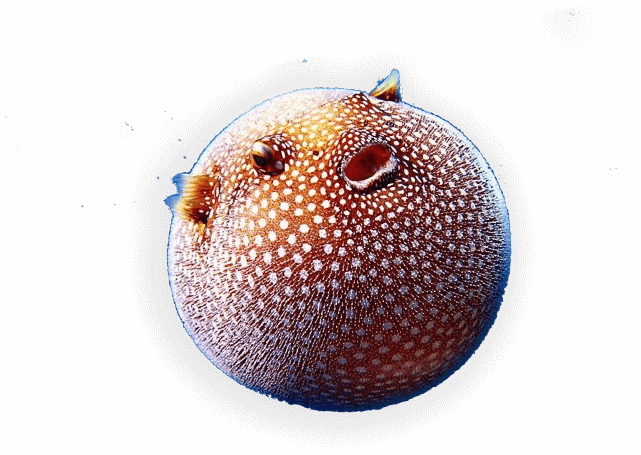 guinewfowlpuffer